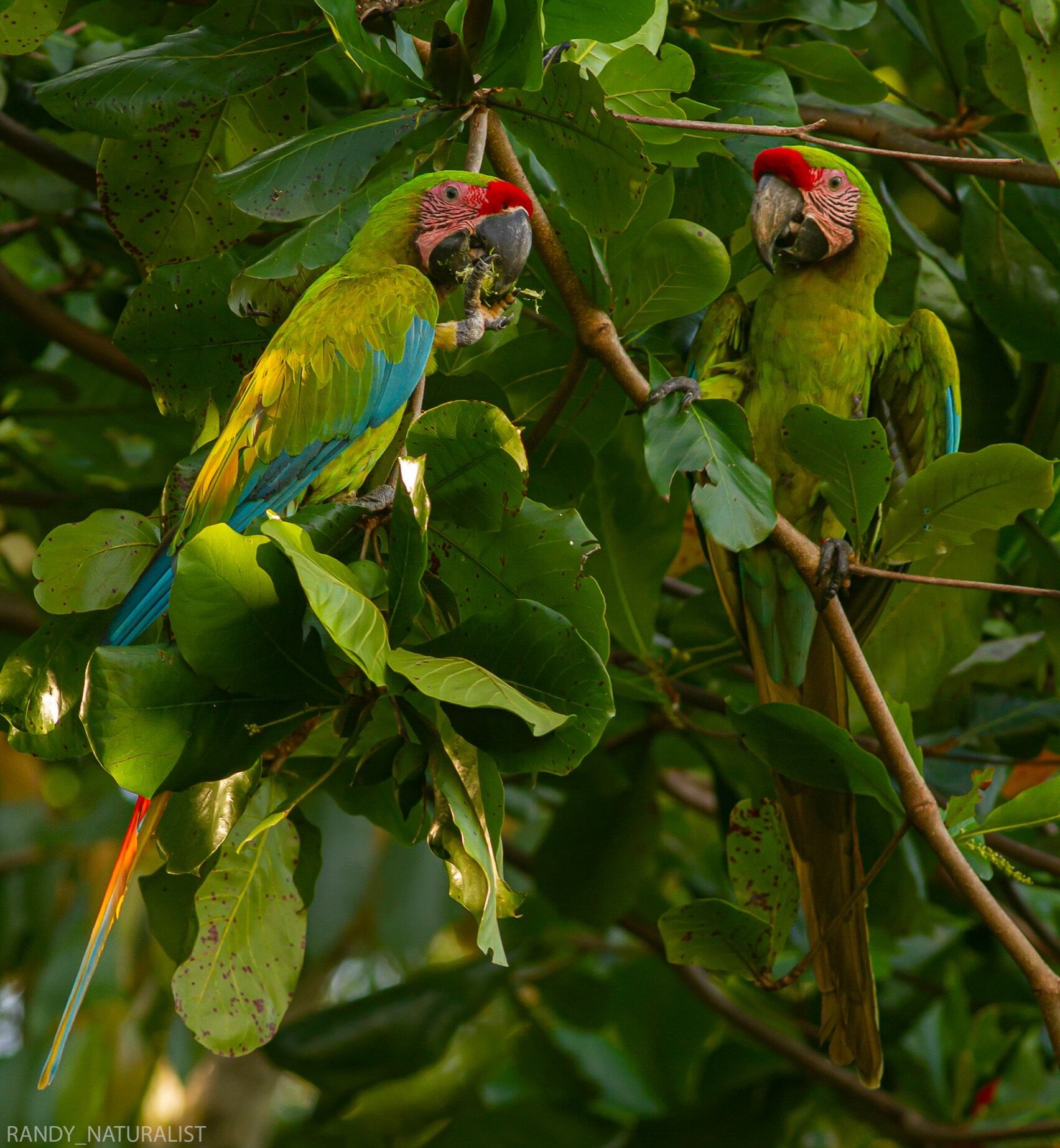 Randy Gómez Alvarado es un siquirreño de la pura cepa, tiene 25 años, es guía naturalista casi desde que nació, le encanta la observación de aves y todo tipo de animales, y está orgulloso de haber logrado una superfoto que le dio la vuelta al mundo