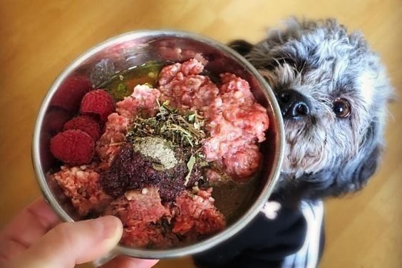 Chinee a su perrito y aprenda a alimentarlo correctamente en Viva Feria de Mascotas.