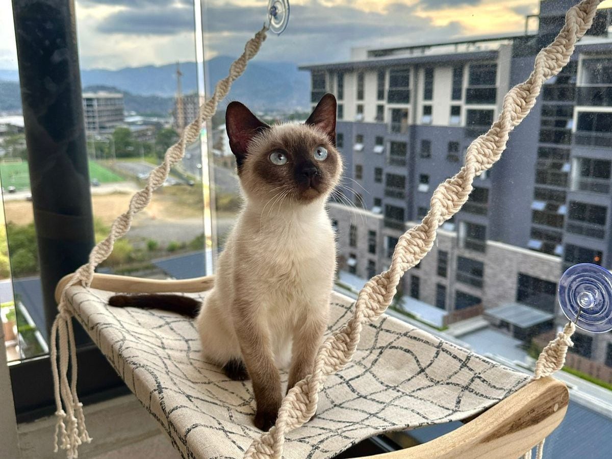 Pancito es un precioso gato Siamés. Crédito: Cortesía.