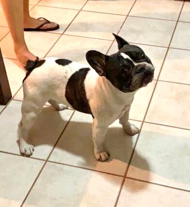 Tango fue robado en medio de un asalto en Hatillo 1.