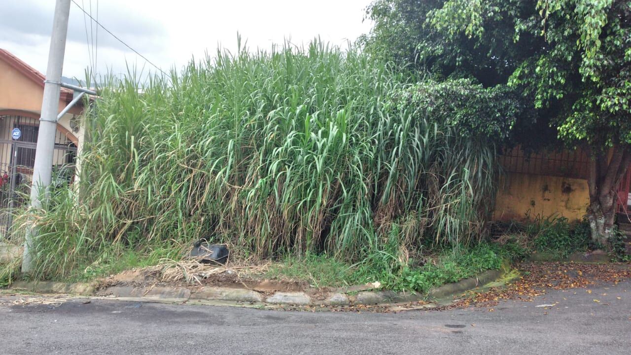 Culebras tienen a los vecinos de barrio desamparadeño atemorizado