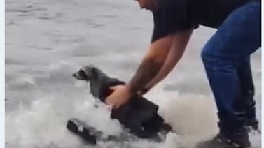 Mapache lloraba atrapado en el agua y él lo rescató: el video que conmueve a Costa Rica