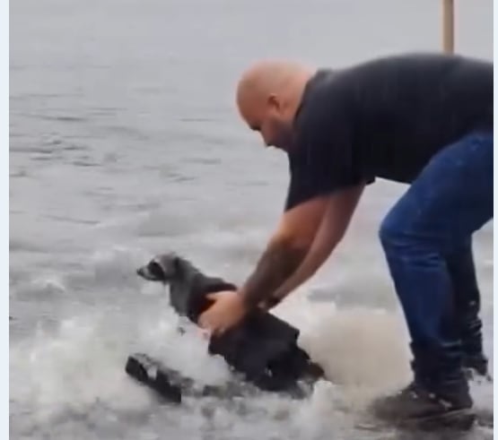 Hombre rescató a mapache de inundación