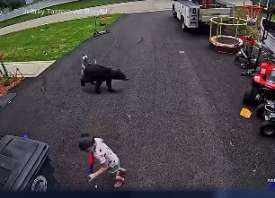 oso