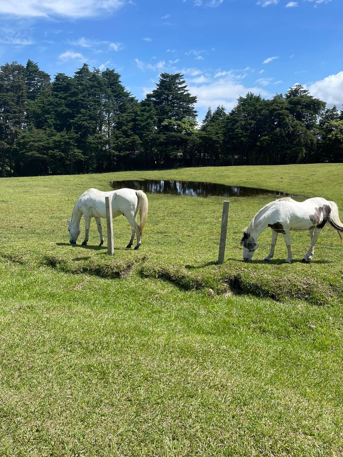 Elena Correa les cambió la vida a dos caballos que andaban sin rumbo