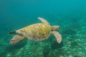 China alerta por misteriosas “tortugas espías” encontradas en sus aguas