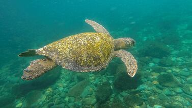 China alerta por misteriosas “tortugas espías” encontradas en sus aguas