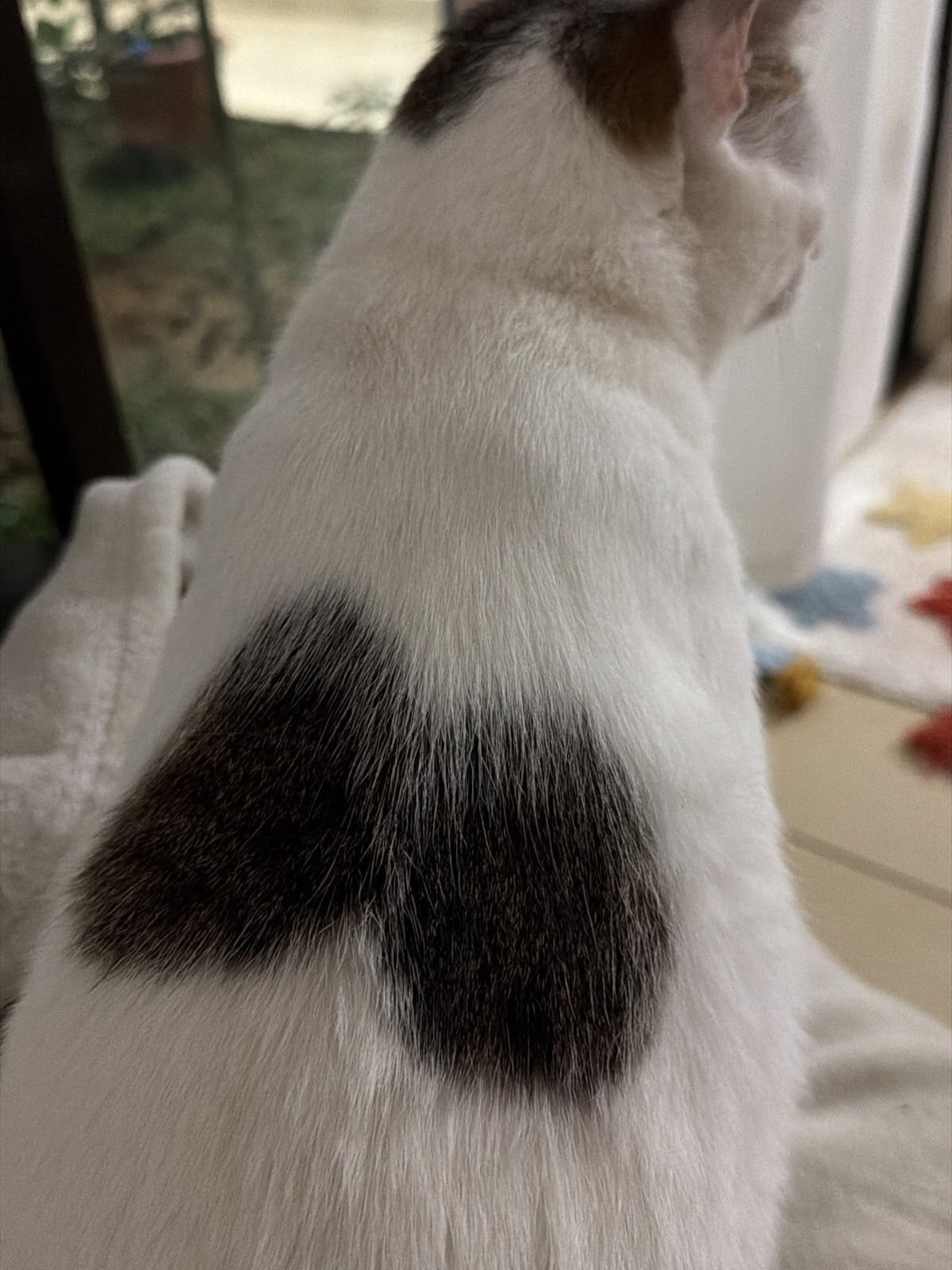 El gatico Angelito fue rescatado en Isla Venado por Yerling Villalobos de la asociación proanimales Valentino Zaguate cuando apenas era un bebé. Hoy vive en Alajuelita rodeado de amor