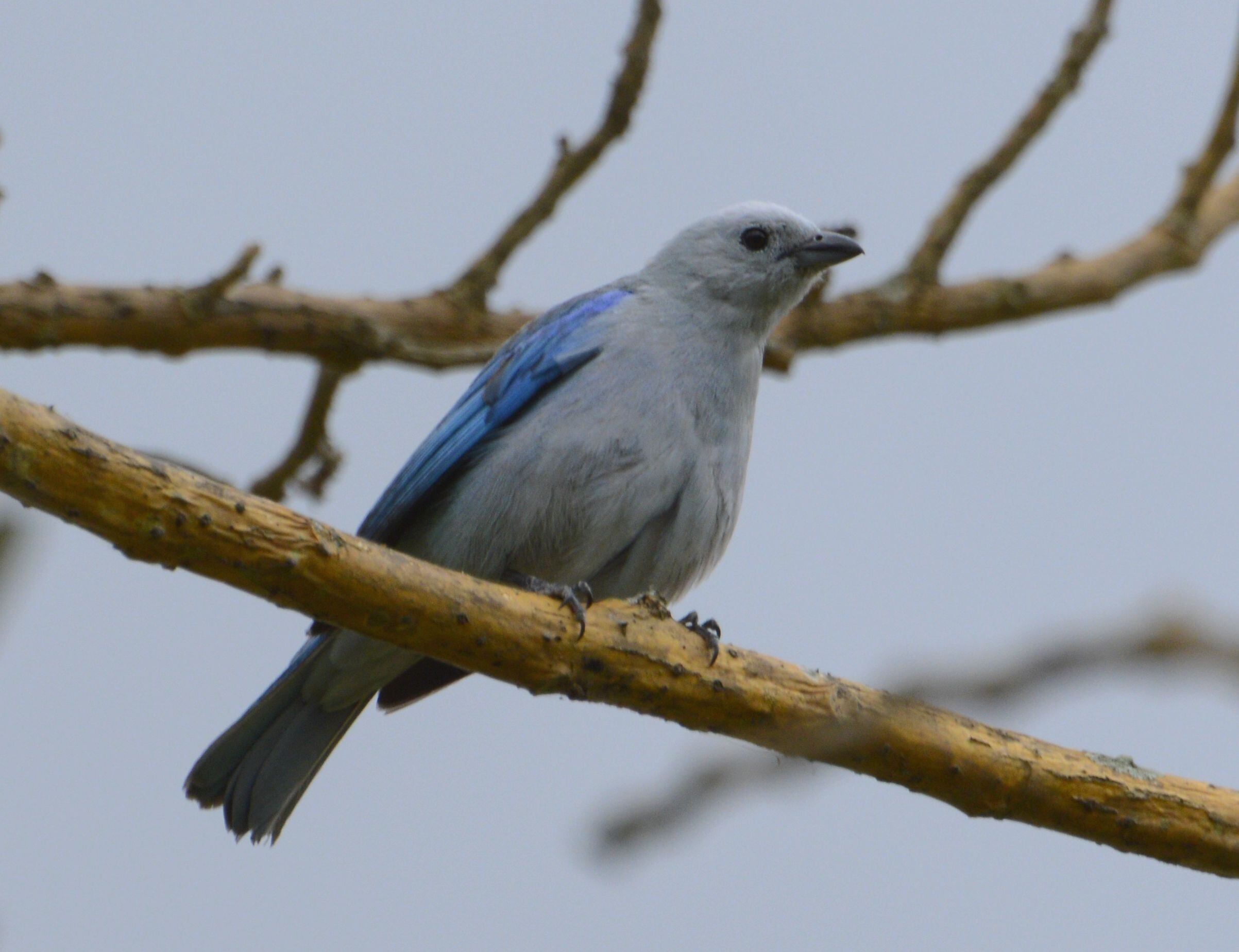 Aprovechando la celebración del Día Nacional del Árbol, que fue este 15 de junio, el Instituto Costarricense del Deporte y la Recreación (Icoder) y el Scotiabank, confirmaron que después de 13 años finaliza el proyecto de arborización “Una Nueva Sabana” en Parque Metropolitano La Sabana.