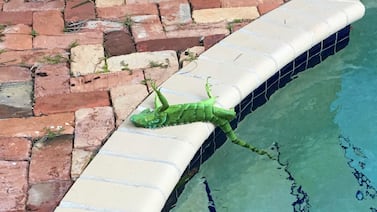 El frío congela a Florida: “llueven” iguanas congeladas y se activa alerta ambiental