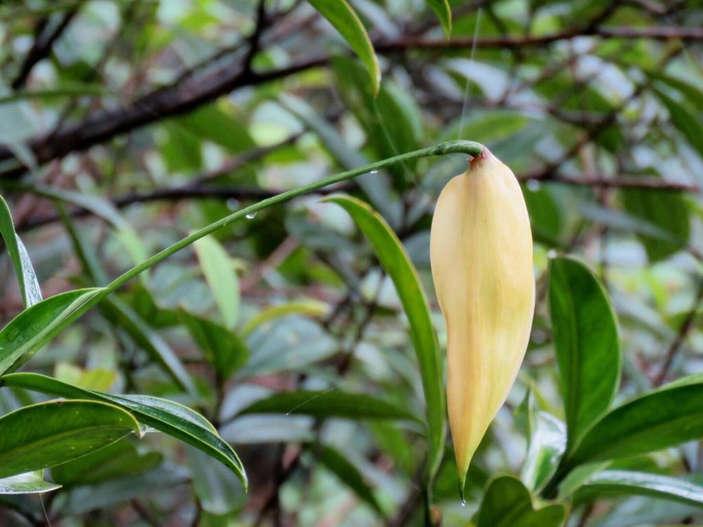 Dos nuevas especies para la ciencia se suman a la larga lista de biodiversidad que tiene el país. Se trata de las especies nombradas como Stenospermation coques e Ilex hamelii