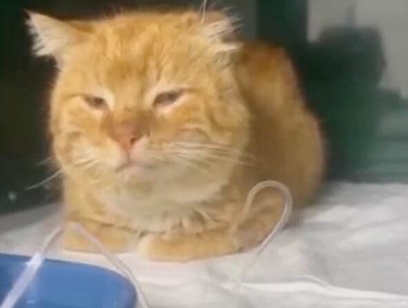 Hachiko. Foto: El Tiempo