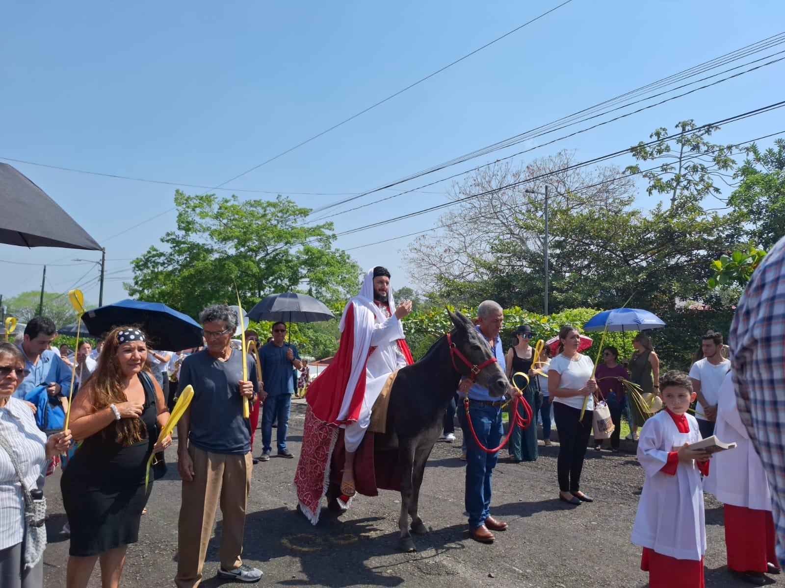 Milo es un burrito que vive en San Carlos y ese 2026 cumplirá 8 años de cargar a Jesús en la procesión del Domingo de Ramos de Semana Santa. El dueño se llama Mauricio Cedeño Quesada.