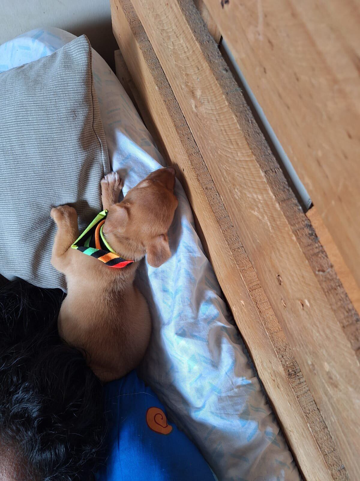 Mamá de perrito rescatado asegura que peludito vino a llenar un vacío.