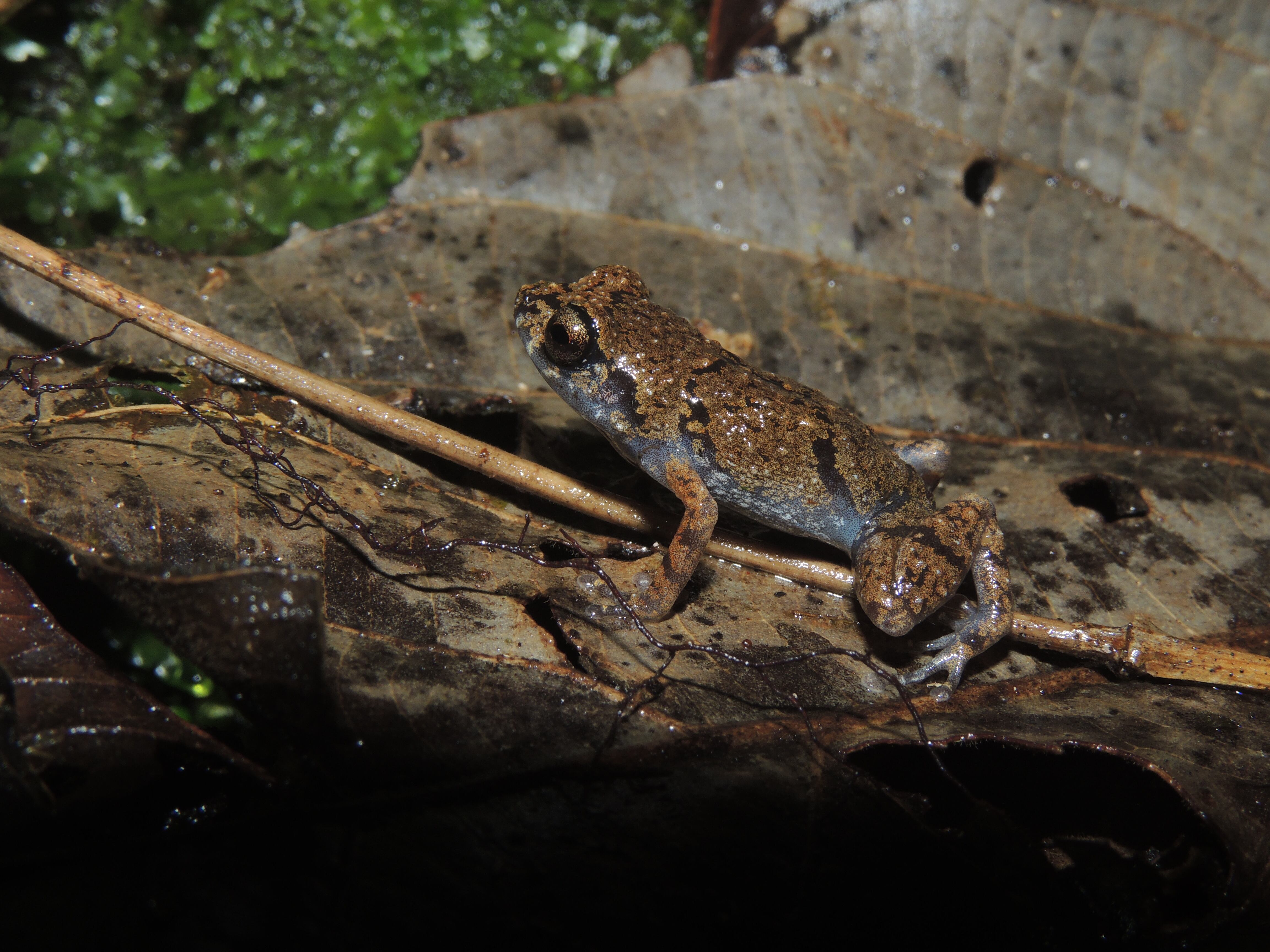Diasporus amirae, en honor a la hija de Salazar, Amira Salazar Vásquez.