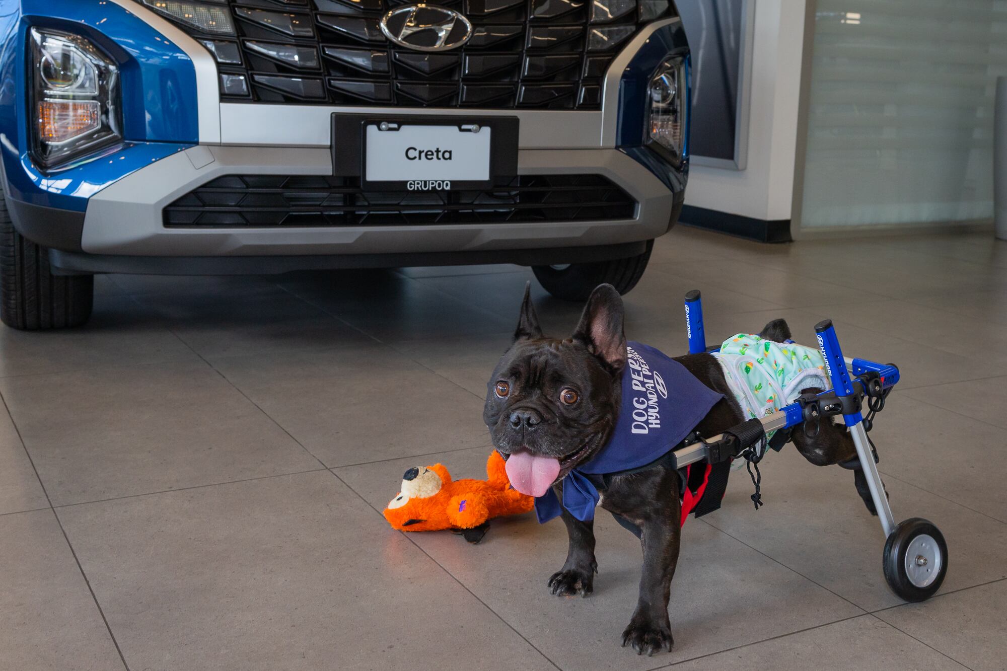 Cooper es un perrito que recibió una silla de ruedas como regalo de Navidad.