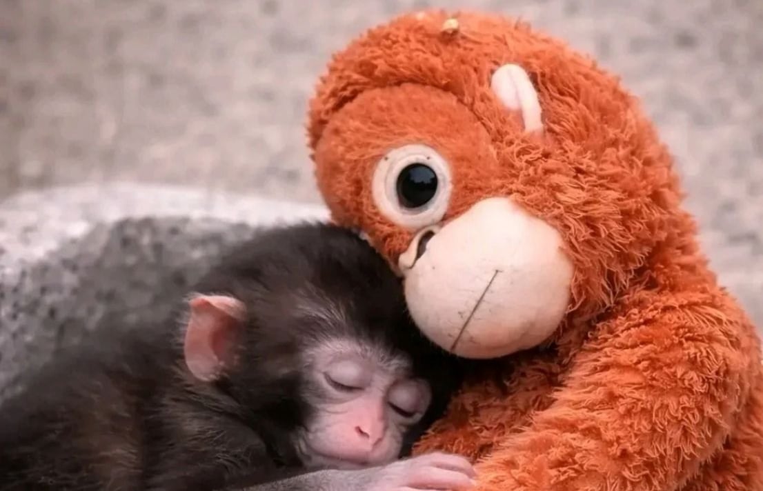 Punch mostró un fuerte apego hacia el peluche tras ser abandonado por su madre.