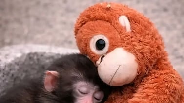 ¿Qué pasó con Punch? El tierno mono que conmovió a las redes tras apegarse a su peluche