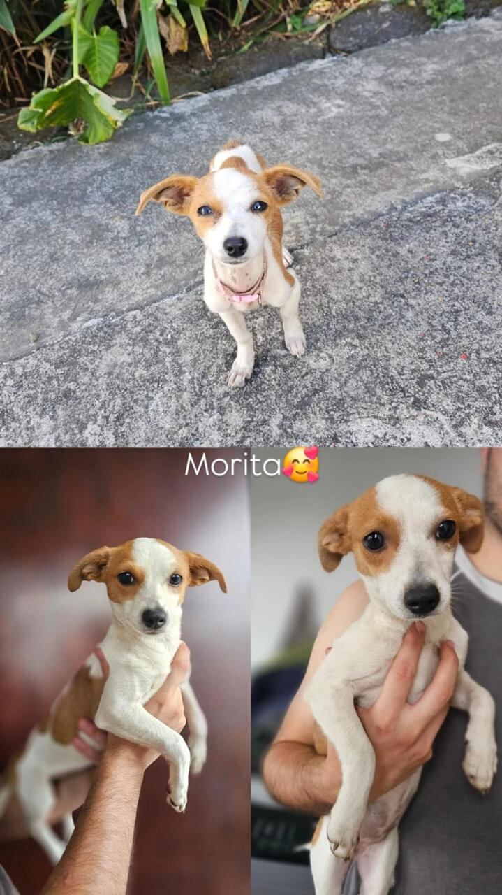 perritas en adopción