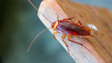 Adiós a las cucarachas: remedio casero y barato las elimina
