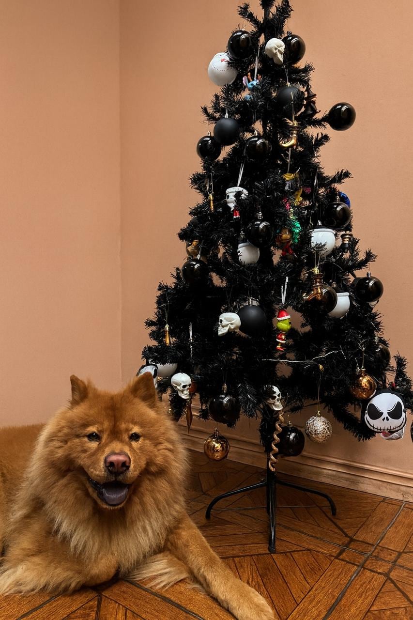 En una casa de Calle Blancos hay un miembro de la familia que no habla, pero dice muchísimo. Se llama Maximiliano, aunque todos lo conocen como Max, y es un Chow chow y la mamá humana se llama Hazel Zúñiga.