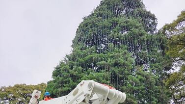 Árbol de Navidad del Hospital de Niños cumple 42 años de alegrar a los niños costarricenses