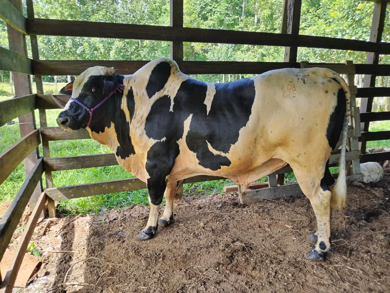 Toro manso sorprendió en Palmares