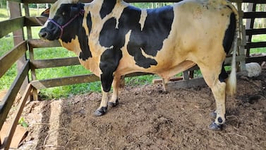 Toro que en montas es un demonio, fuera del redondel es un mar de ternura