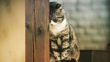 Mujer de 27 años aparentemente mató a su gato y se lo habría comido frente a sus vecinos