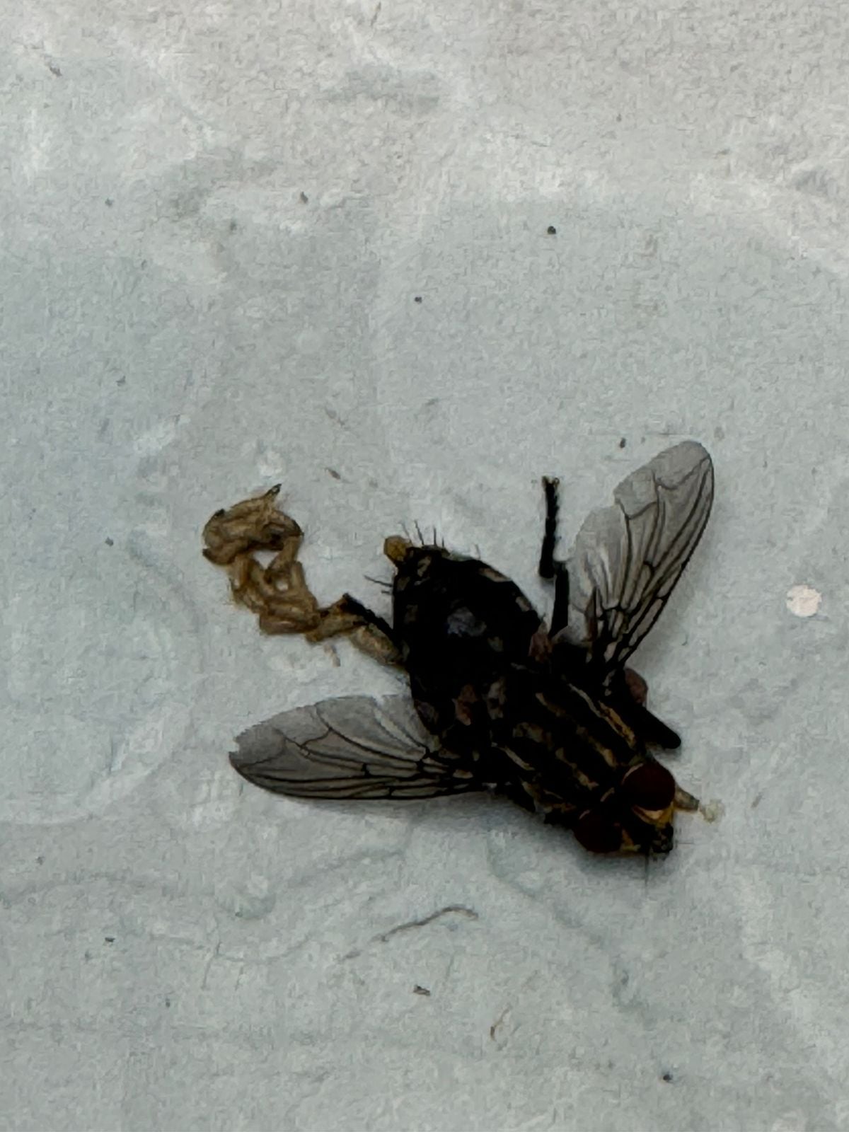 Así se observa la mosca que porta el gusano barrenador, una vez que muere.