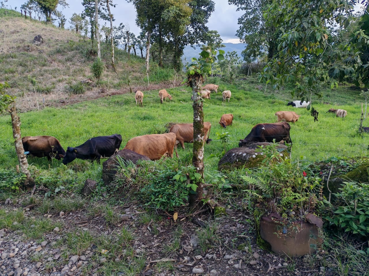 Es dueño de una lechería