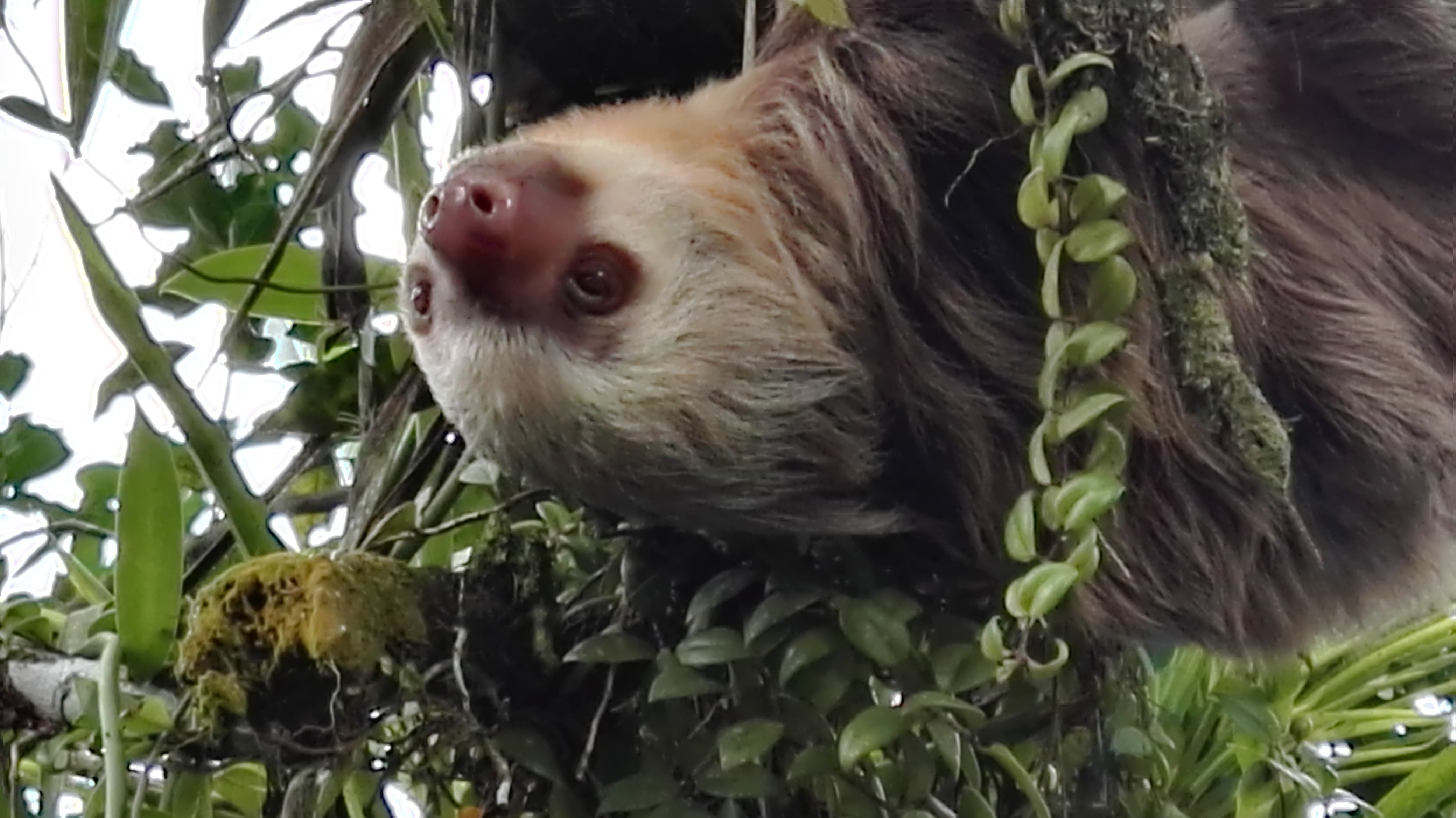 Caribbean Botanical Garden