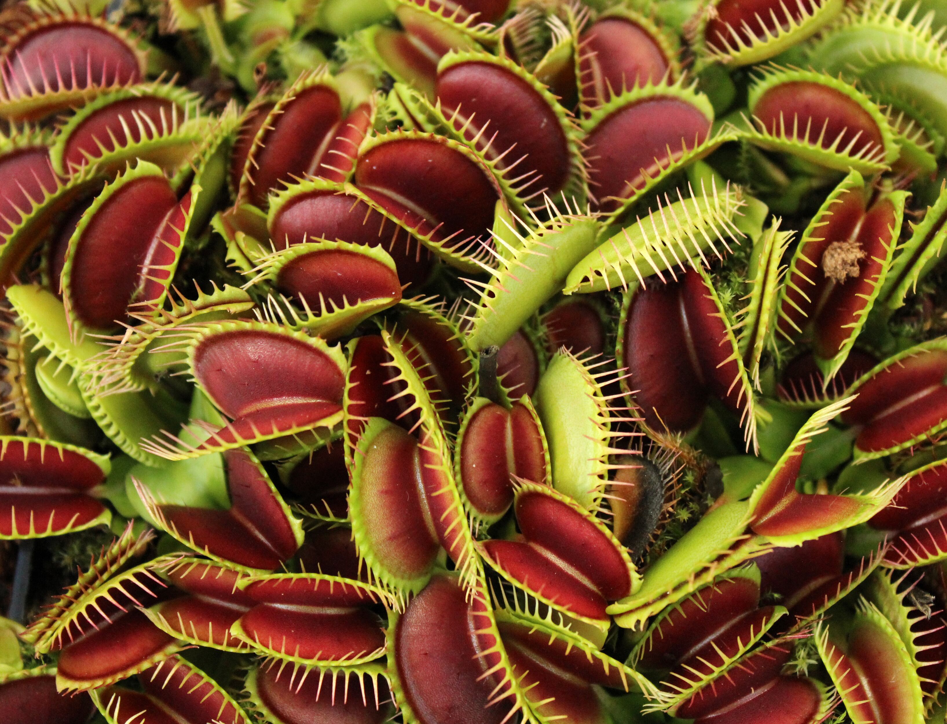 Covid-19 disparó la venta de plantas carnívoras