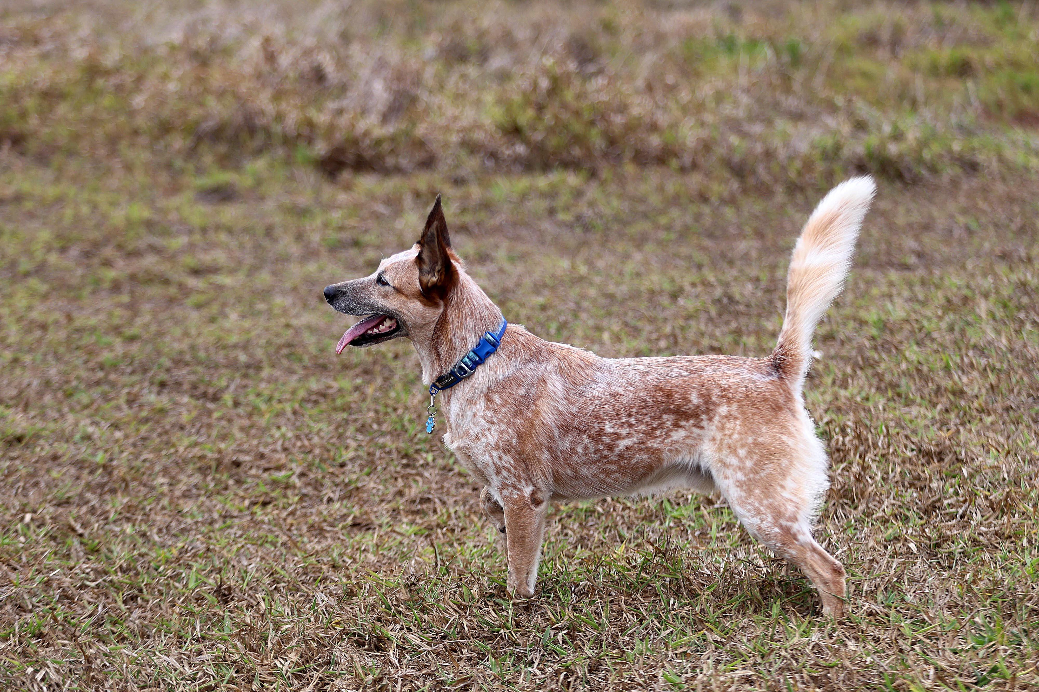 25/04/2024 San Ramón. Logan, el perro tico más seguido en redes sociales es un boyero australiano. Su dueño, Kevin Argüello, se apoya en la fama del enérgico y gracioso animal para ayudar a otros perros. Foto: Rafael Pacheco Granados