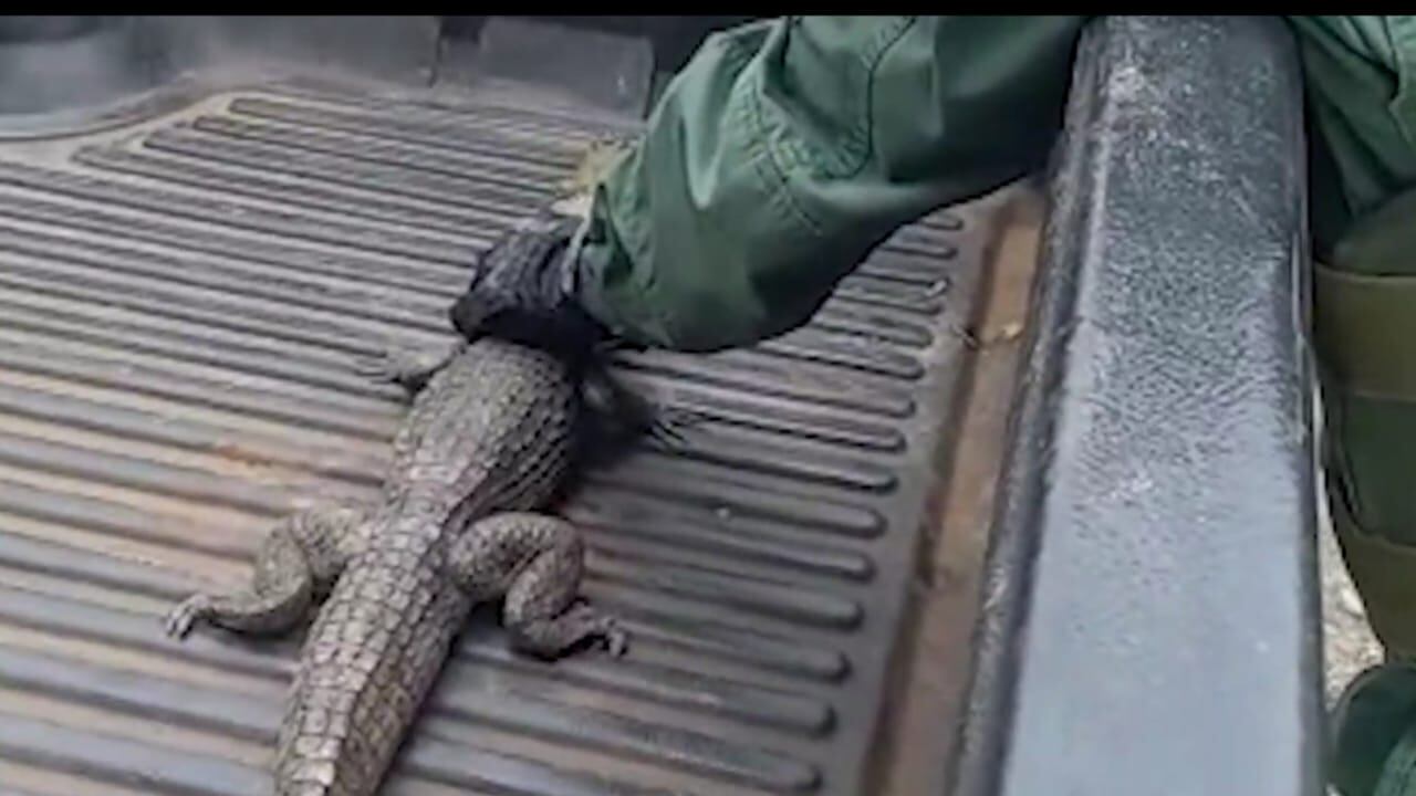 Policías rescatan pequeño caimán en la frontera norte. Foto MSP.