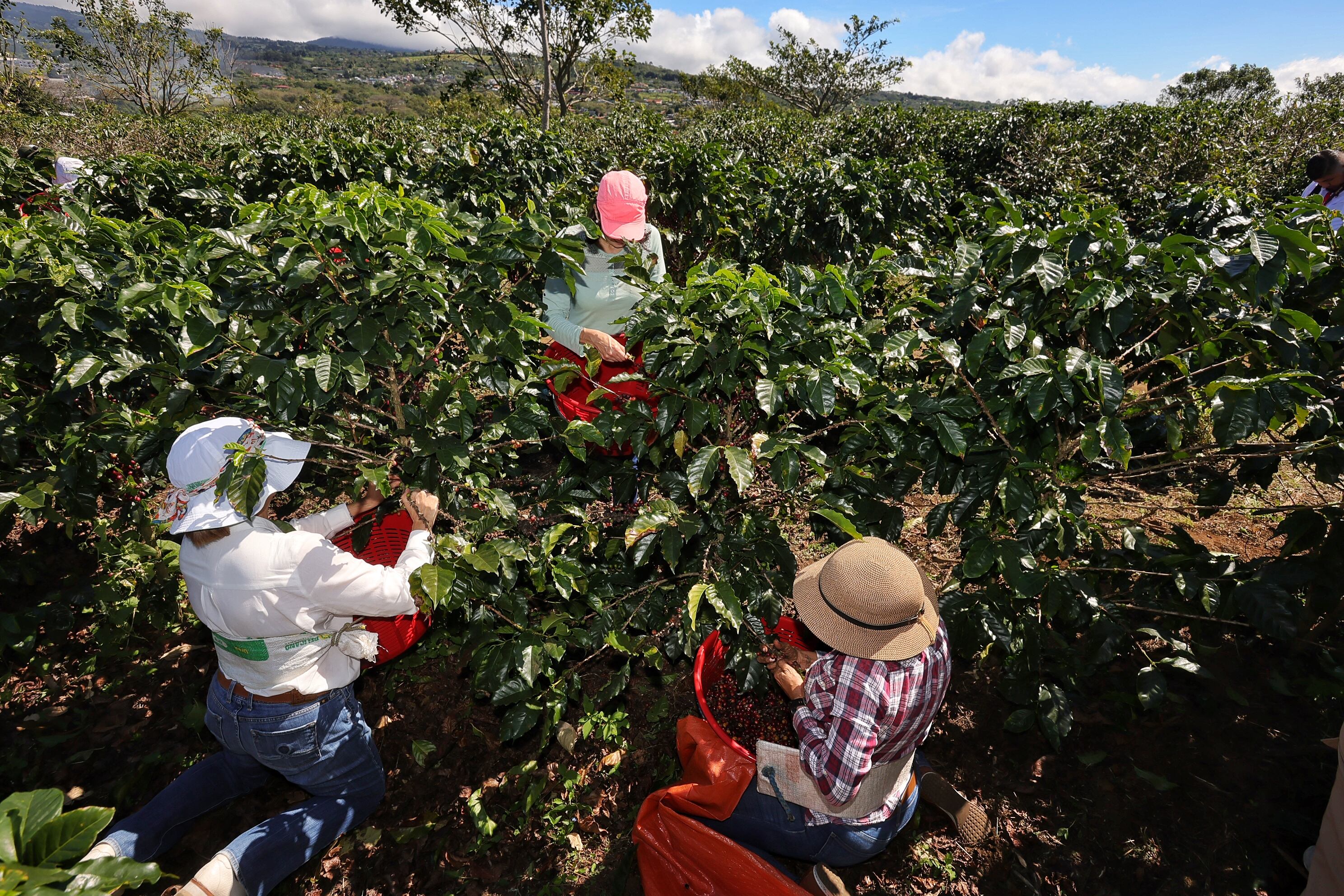 Campaña de la empresa Icafé Jale a coger café en Barva de Heredia / foto John Durán