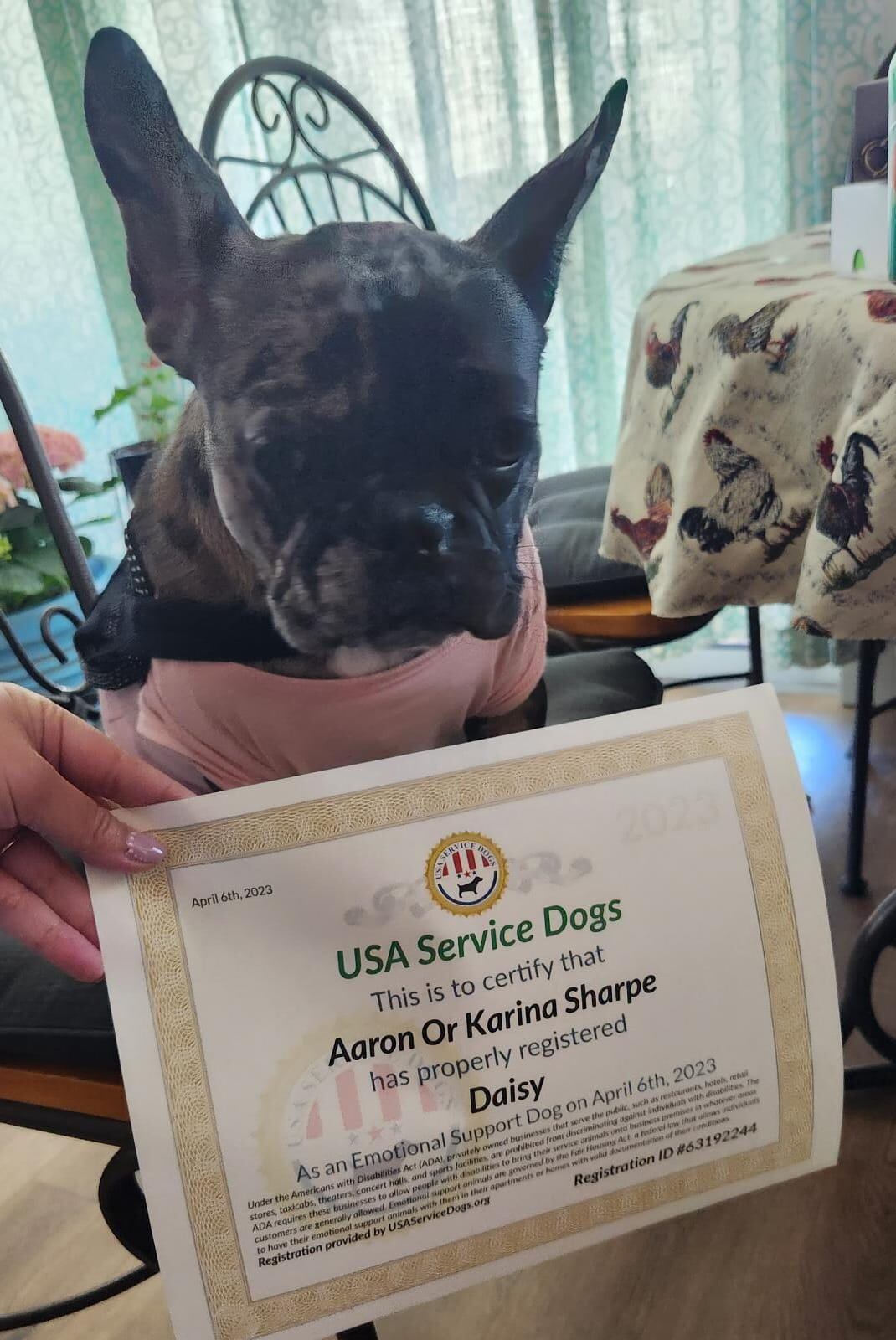 Daisy es una perrita bulldog francés que tiene 9 meses, nació en Cartago, se crio en Atenas y desde hace 5 meses se fue para Estados Unidos para sacar el título de soporte emocional para humanos.