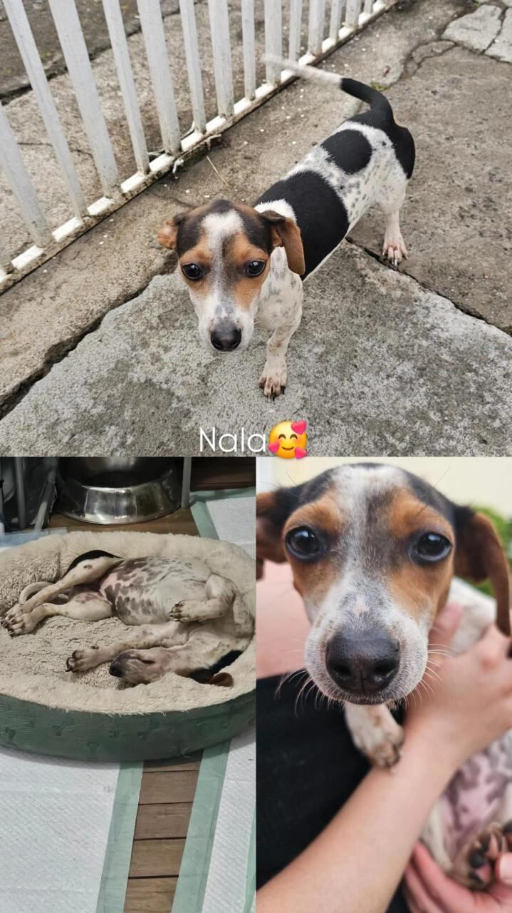 perritas en adopción