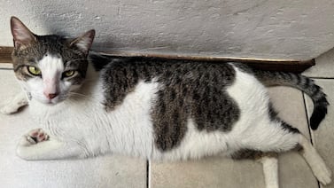 Gato se convirtió en el apoyo emocional de una niña e inunda de cariño un hogar en Alajuela