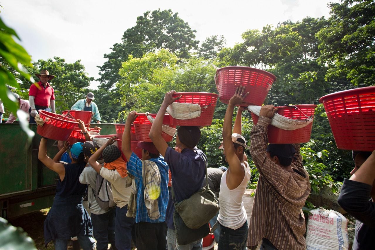 Ya inició la cosecha de café 2022 en Turrialba y Cafetalera Aquiares ocupa contratar unos 100 recolectores de café