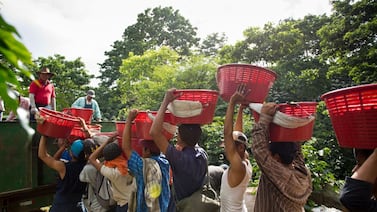 Hay excelentes noticias para los trabajadores migrantes que están ilegales