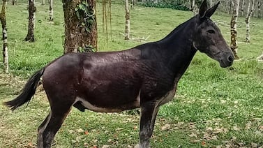 Milo, el burrito que durante ocho Semanas Santas ha cargado a Jesús