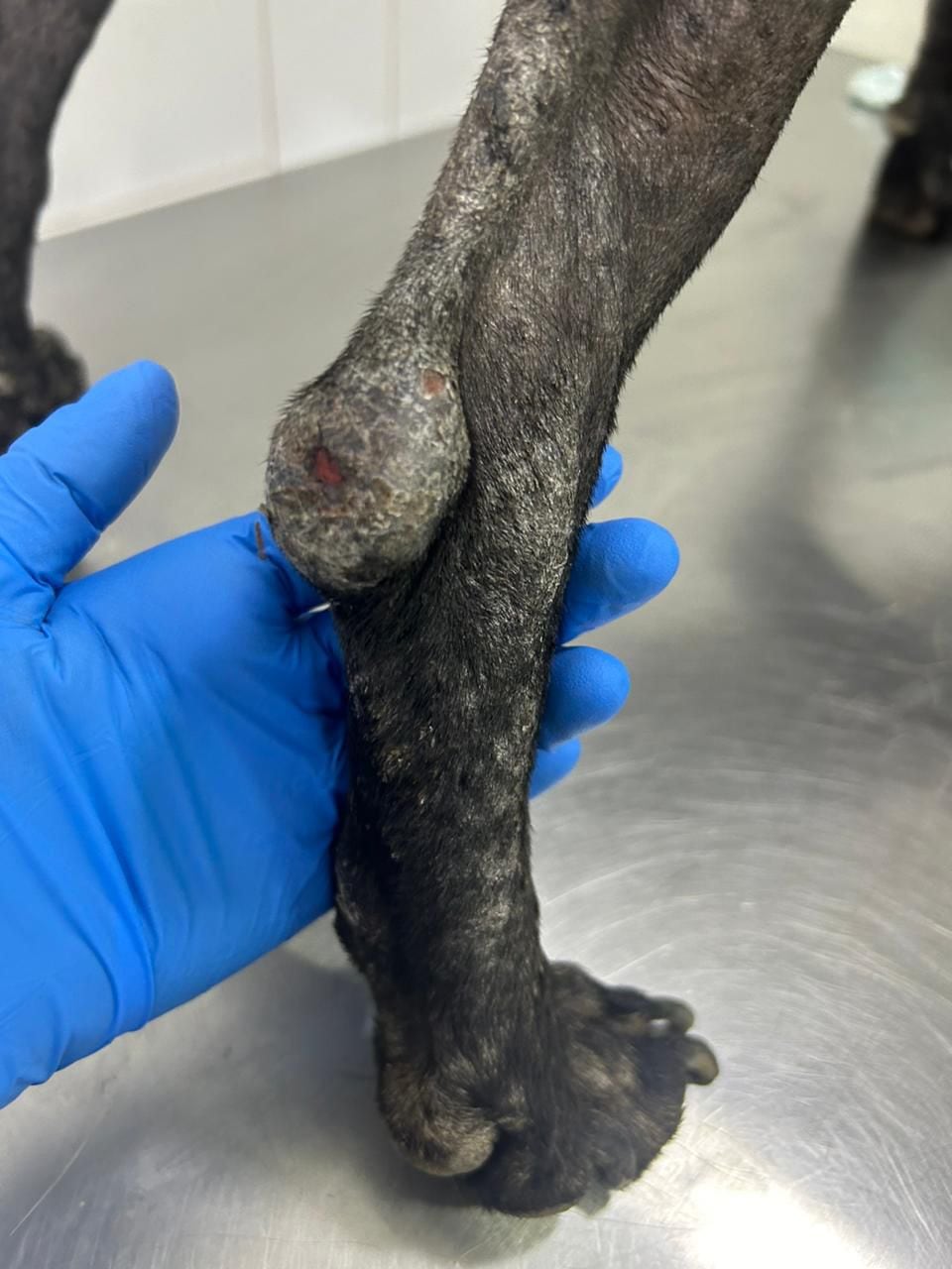 Un grupo de científicos confirmó por primera vez que un peligroso parásito ya circula en perros nacidos y criados en Costa Rica, algo que antes solo se sospechaba y que ahora quedó demostrado con evidencia científica. Se trata de la Leishmania infantum, un microorganismo que puede enfermar gravemente tanto a perros como a personas, aunque los expertos dejaron claro que no hay motivo para entrar en pánico ni para abandonar mascotas.