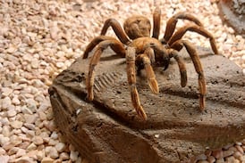 ¡Susto en el tren! Mujer olvidó un paquete con 20 tarántulas