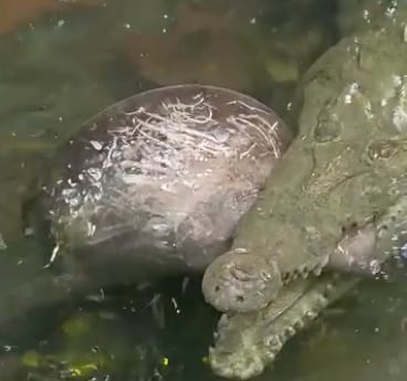 El cocodrilo permaneció bajo el agua por más de una hora.
