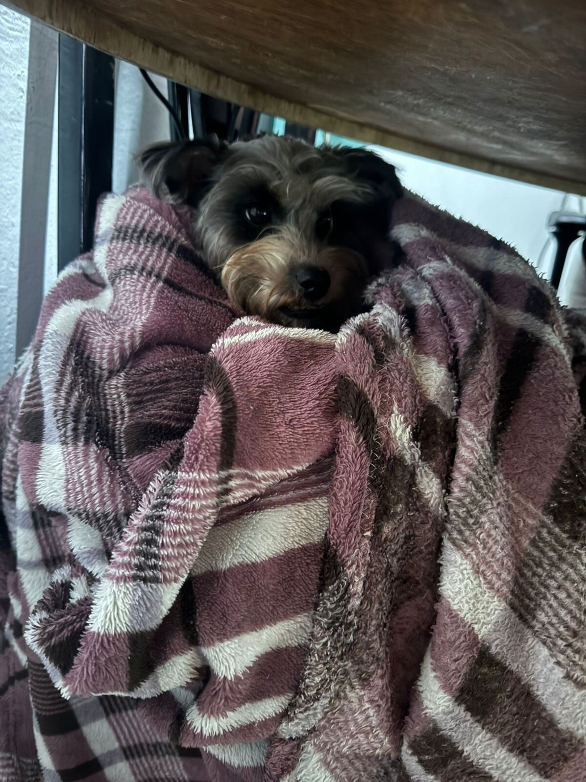 Perros de Felipe y Marcelo