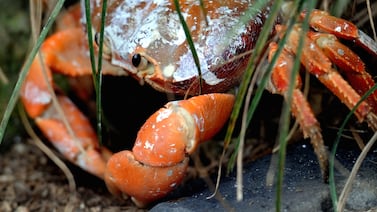 Mujer que se grabó comiendo un cangrejo para sus redes sociales tuvo un trágico final