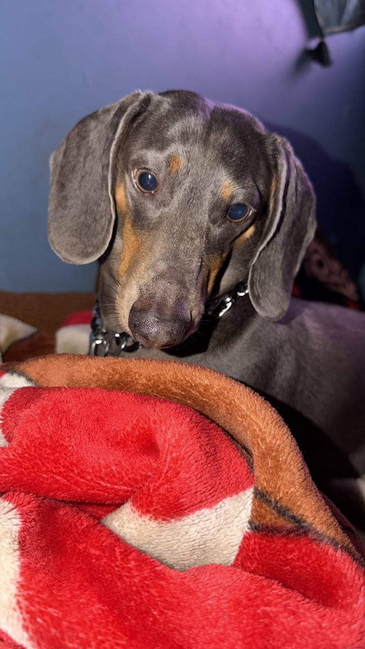 El perro salchicha, bautizado por el personaje Draco Malfoy de Harry Potter, llegó a un hogar pocos días porque iba a ser regalado, pero terminó convirtiéndose en el compañero inseparable