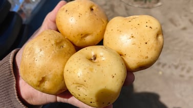 Agricultor de Tierra Blanca de Cartago desarrolló una superpapa resistente y sabrosa