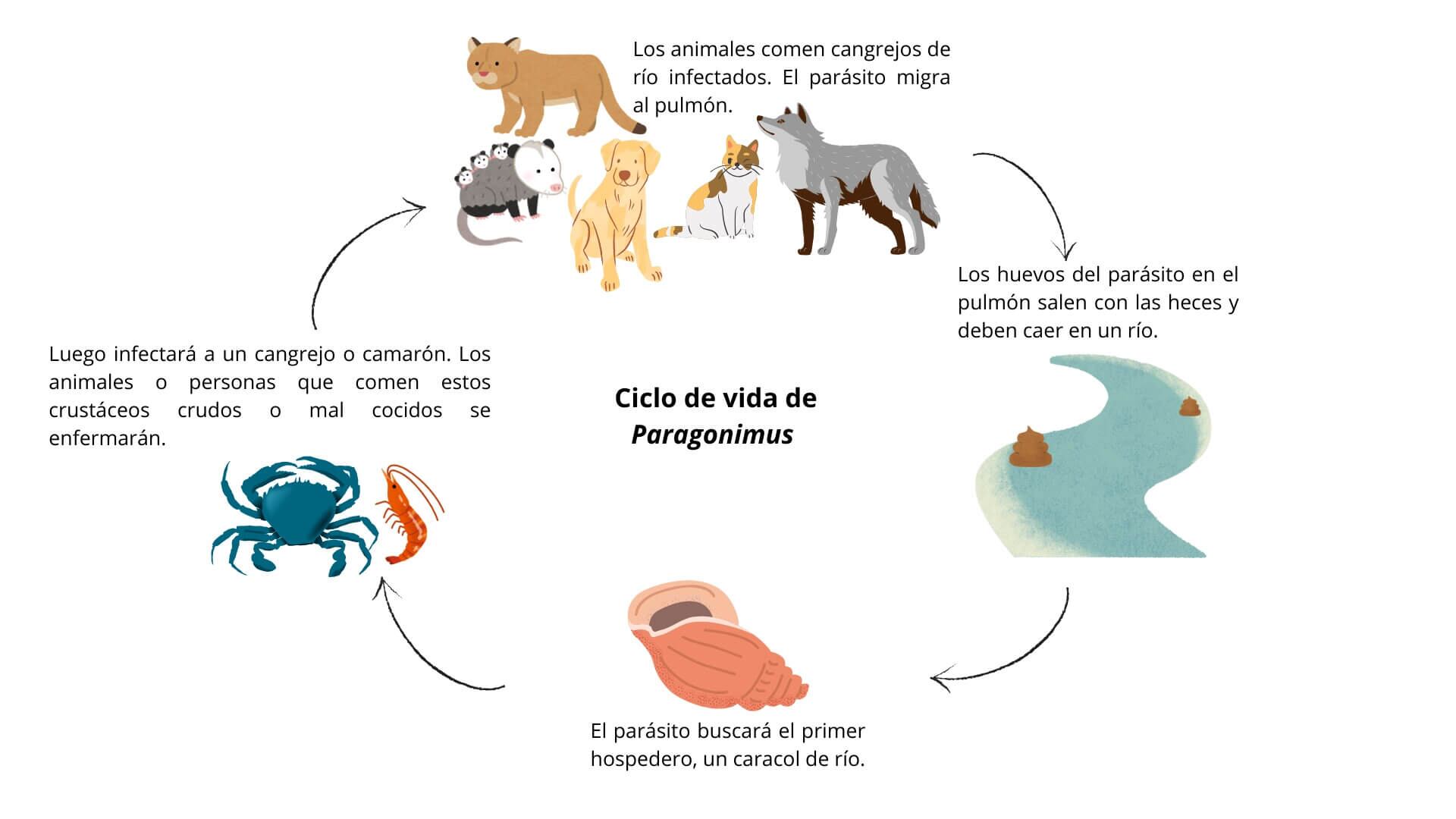Nos explican en la UNA que hay una enfermedad llamada paragonimiasis que se nos podría pegar a los humanos si comemos cangrejos y otros crustáceos de río sin cocinar.